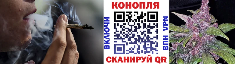 Конопля сатива  Пионерский 